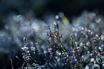 Frost on the plants in the autumn
