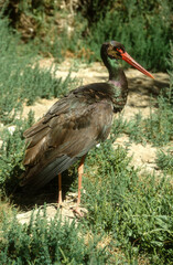 Cigogne noire,.Ciconia nigra, Black Stork
