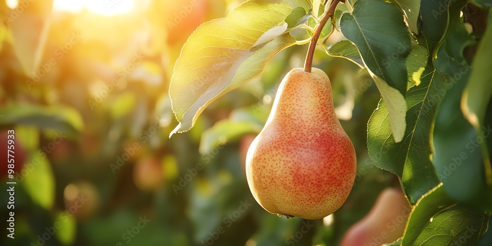 Wall mural a single ripe pear hangs from a branch on a pear tree in the sunlit orchard.