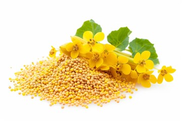 A fresh Yellow mustard seed and Yellow mustard seed Power isolated on white