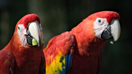 Scarlet macaw aka Ara macao or Ara arakanga with food in the beak. Amazing colorful parrot in ZOO Lesna in Czech republic. Exotic bird native to rainforests of the Americas.