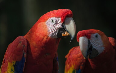 Scarlet macaw aka Ara macao or Ara arakanga with food in the beak. Amazing colorful parrot in ZOO Lesna in Czech republic. Exotic bird native to rainforests of the Americas.