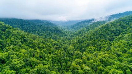Naklejka premium A photostock image of a lush forest being restored through reforestation efforts, ideal for nature conservation themes
