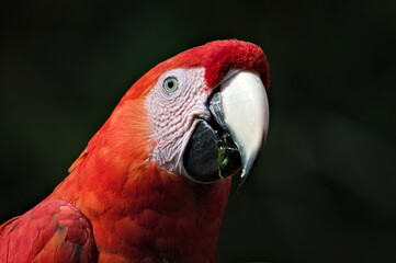 Scarlet macaw aka Ara macao or Ara arakanga with food in the beak. Amazing colorful parrot in ZOO Lesna in Czech republic. Exotic bird native to rainforests of the Americas.