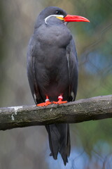 Larosterna inca aka Inca tern. Funny american bird with moustache. Zoo Zlin Lesna in Czech republic.