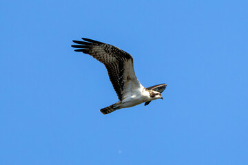 osprey in flight