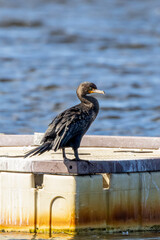 cormorant on dock