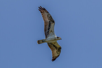 osprey in flight