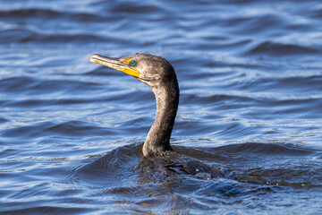 cormorant in water