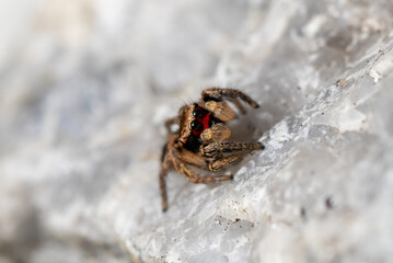 macro of a spider