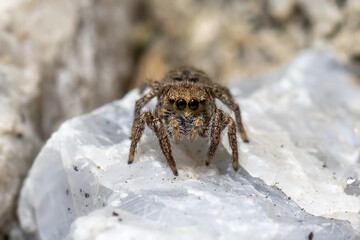 spider on a rock