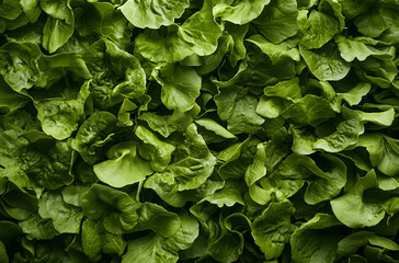 A vibrant green salad leaf texture showcasing the intricate details of ripples and petals