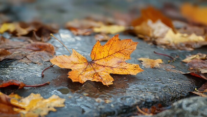 An autumn leaf resting on a wet road, glistening with moisture. This image captures the beauty of fall and the quiet elegance of nature, perfect for seasonal themes and reflective content.