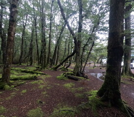 Obraz premium Green Lake Hut at in Fiordland National Park