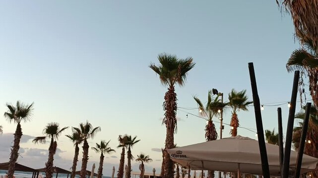 Palm trees, blue sky, Summer day, Landscape view of palm trees and teras, Exotic Palms and blue sky scenery, 