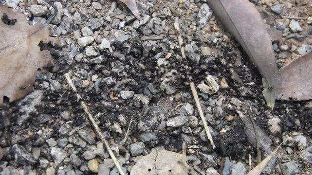 Stray, nomadic ants carry food. The ant road is accurate due to chemical markings. Thailand rainforest in winter, dry season