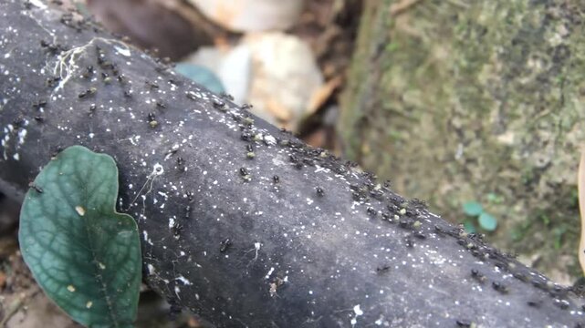 Stray, nomadic ants carry food. The ant road is accurate due to chemical markings. Thailand rainforest in winter, dry season