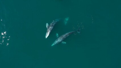 Two gray whales swimming together in the ocean. Mating season