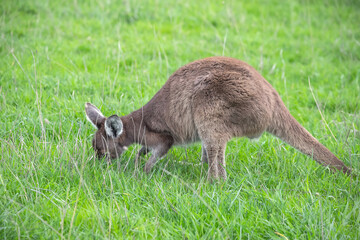 Cute wallaby kangaroo is grazing on a green meadow among flowers in Australia, wildlife and beauty in nature