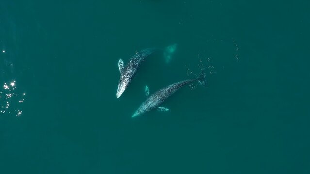 Two gray whales swimming together in the ocean. Mating season