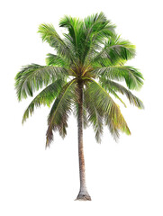 Obraz premium a coconut tree cut out