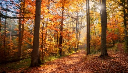 Obraz premium Autumn foliage in a serene forest.