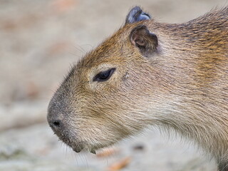 Hydrochoerus hydrochaeris aka capybara close-up head portrait. The largest living rodent.