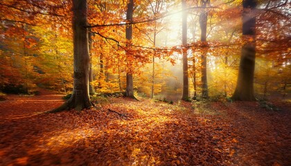 Obraz premium Autumn foliage in a serene forest.