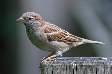 Passer domesticus aka house sparrow perched on the pole. Common bird in Czech republic.