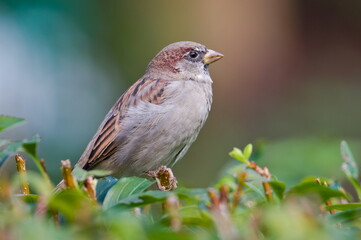 Passer domesticus aka house sparrow perched on the bush. Common bird in Czech republic.