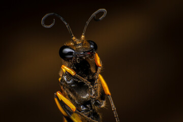 Portrait of Black Wasp, Close up of wasp 