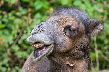 Fototapeta premium Close-up portrait of very ugly camel. Funny animal photo. Camelus bactrianus aka Bactrian camel in Zoo Zlin Lesna in Czech republic.