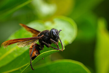 Portrait of Black Wasp, Close up of wasp 