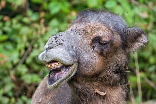 Close-up portrait of very ugly camel. Funny animal photo. Camelus bactrianus aka Bactrian camel in Zoo Zlin Lesna in Czech republic.