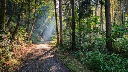 Sunbeams on a forest path