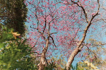 Stroll through this beautiful landscape reflecting the character of English gardens in a bushland setting