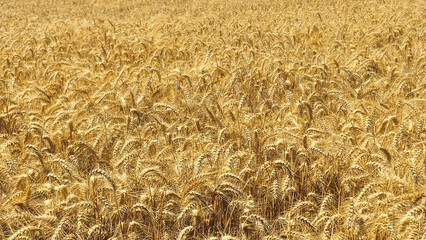 Golden Cereal field with ears of rye, Agriculture farm and farming concept