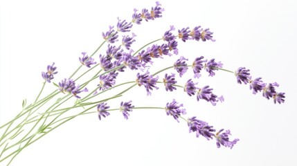 Lavender Flowers in Bloom with White Background