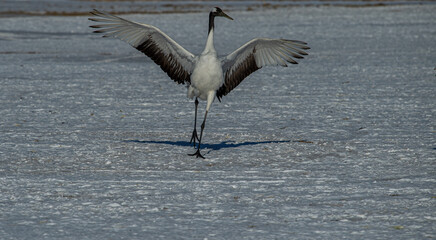 Dancing Cranes. The ritual marriage dance of cranes. The red-crowned crane. Scientific name: Grus japonensis, also called the Japanese crane