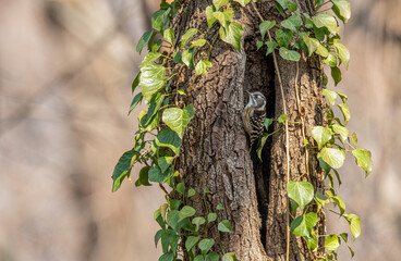 Dendrocopus analis – Freckle-breasted woodpecker