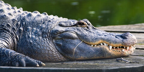 Alligator mississippiensis aka American Alligator close-up head portait. Open mouth and giant teeth. Dangerous look.