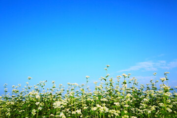 そばの花と青空