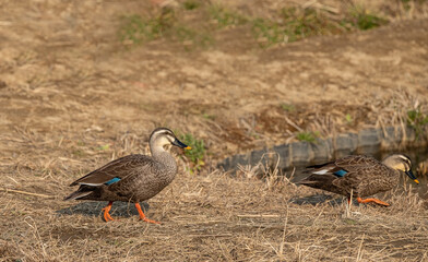 Japanese spotbill duck in dried grass field