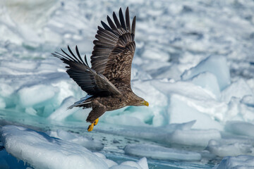 White-tailed Eagle in a snowy environment in Japan