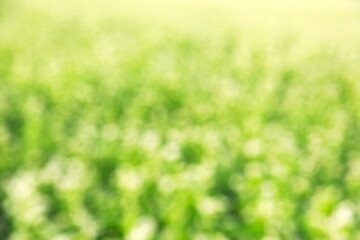 そばの花をぼかした緑の背景