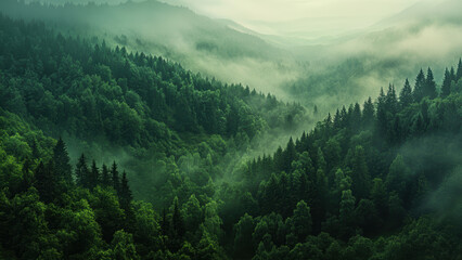 Misty evergreen forest shrouded in fog, perfect for nature-themed designs.