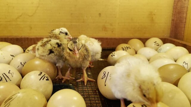 Newly hatched little chicks in the hatchery