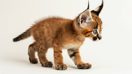 Obraz premium Adorable Caracal Kitten