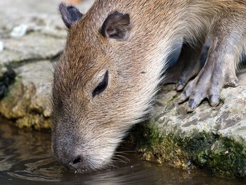 Hydrochoerus hydrochaeris aka capybara is drinking water. The largest living rodent.