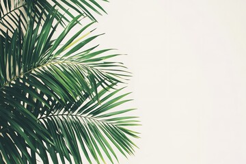 Obraz premium Isolated palm leaves branch of an exotic green tropical summer plant on a white backdrop. Generative Ai